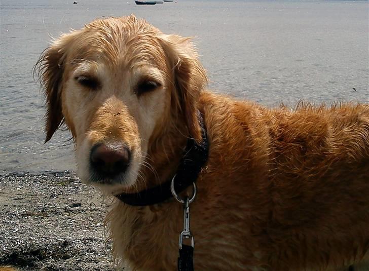 Golden retriever Mille - Stranden (Juni 2010) billede 14