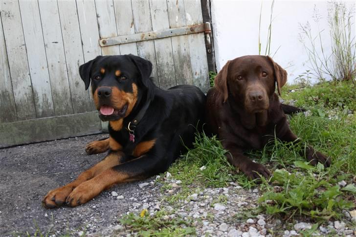 Rottweiler Bertram  - bertram og asta billede 19