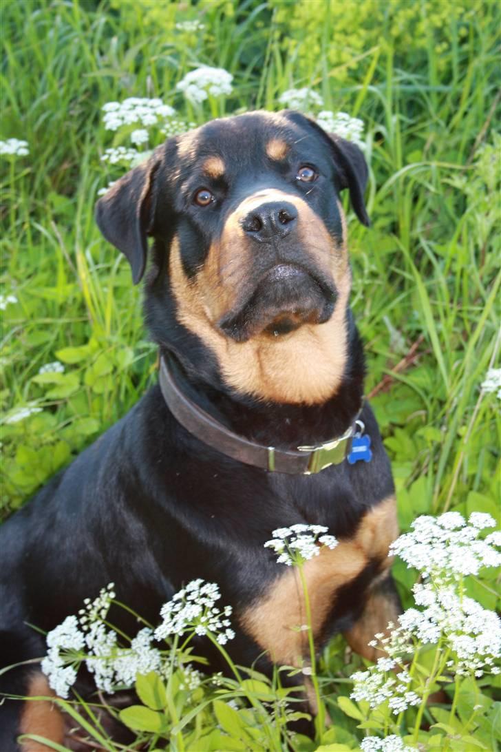 Rottweiler Bertram  - grimme hund :-) billede 3