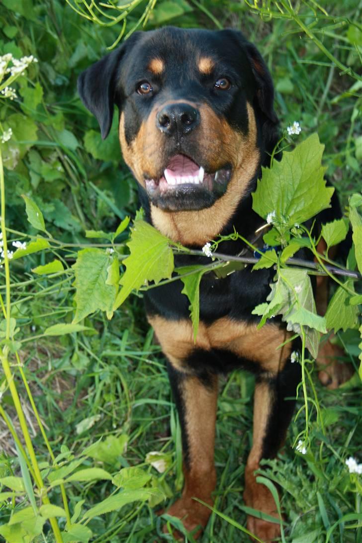 Rottweiler Bertram  - 9 mdr billede 20