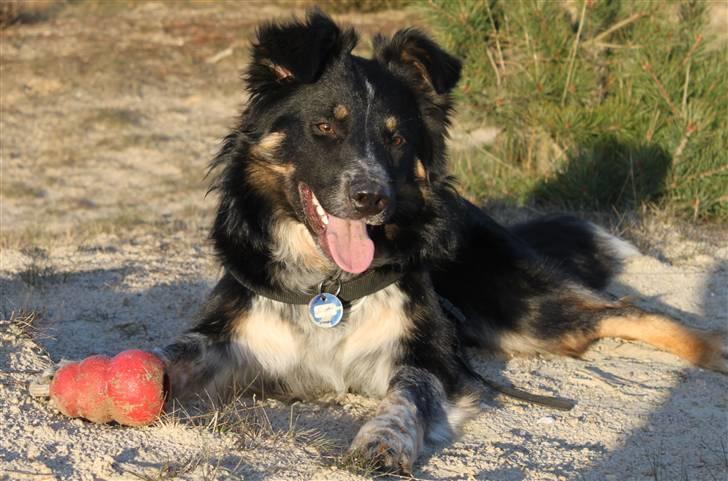 Border collie kep Guldenland - Kirk 9 mdr. billede 8