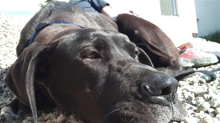 Grand danois Kato billede 5