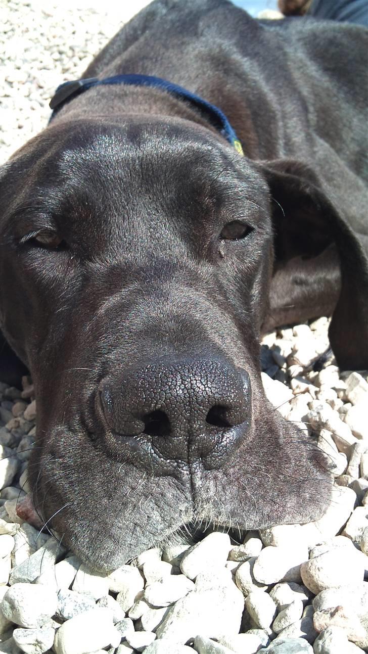 Grand danois Kato billede 6