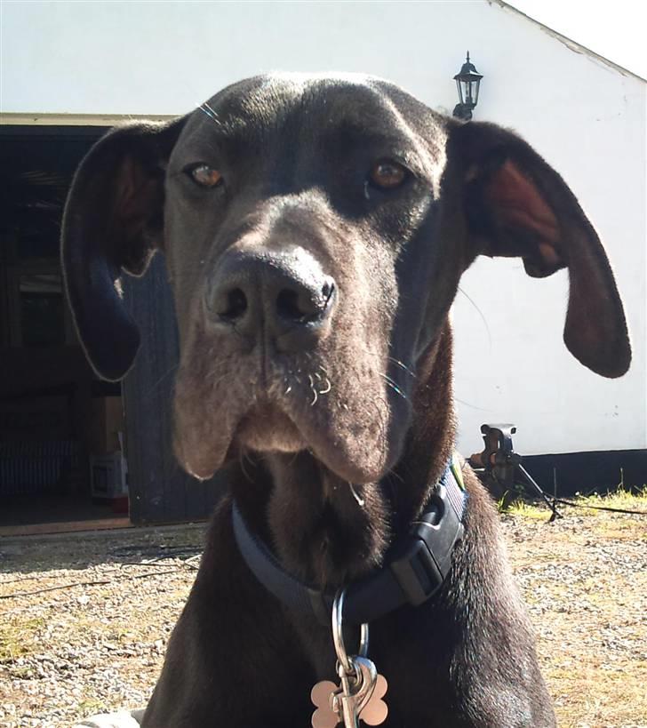 Grand danois Kato billede 7