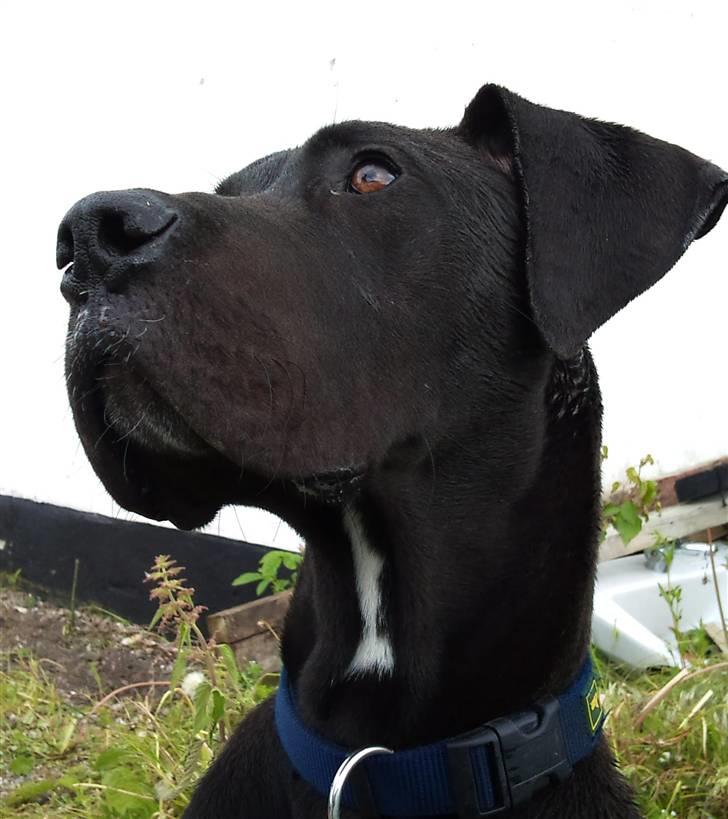 Grand danois Kato billede 8