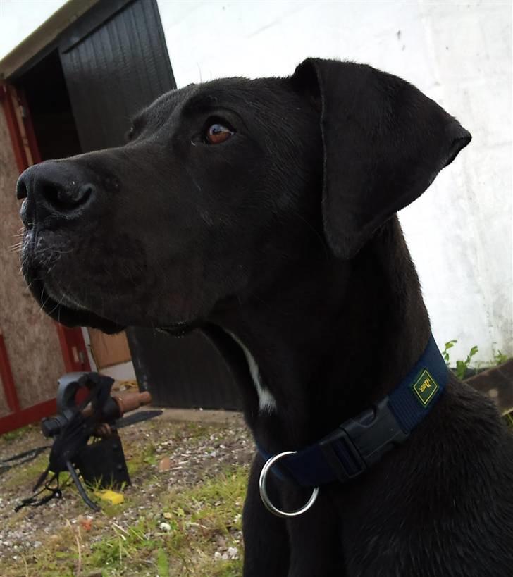 Grand danois Kato billede 9