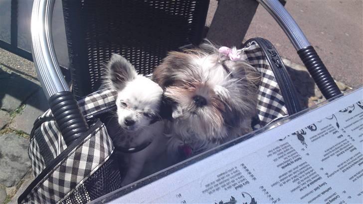 Shih tzu Emma - Emma og hendes gode veninde Honny :) billede 8