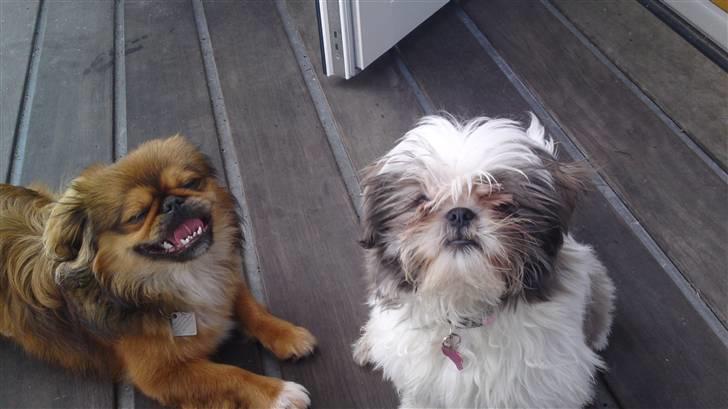 Shih tzu Emma - Emma og hendes ´´kæreste´´ :D billede 9