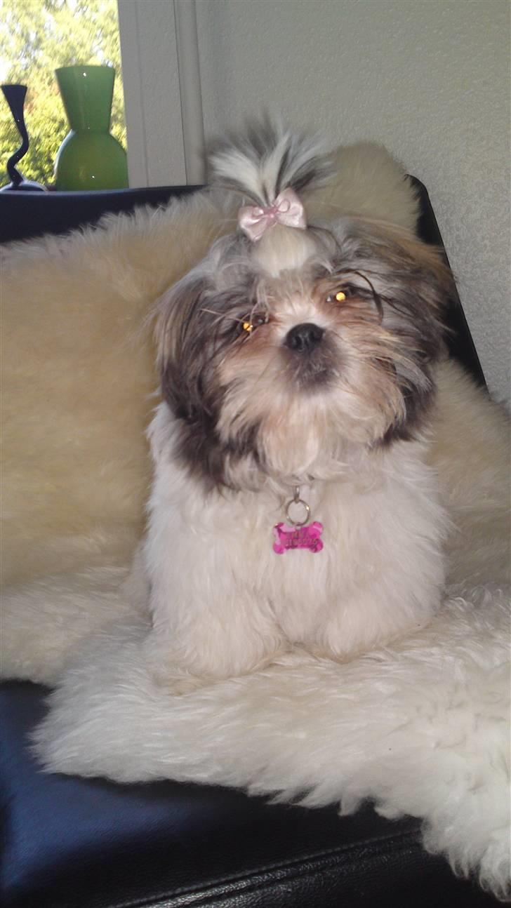Shih tzu Emma billede 10