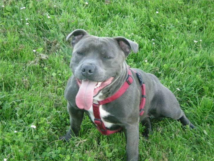 Staffordshire bull terrier Nala billede 10