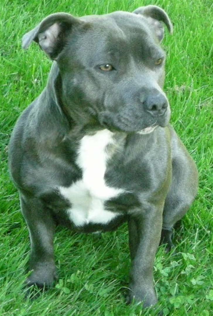 Staffordshire bull terrier Nala billede 11