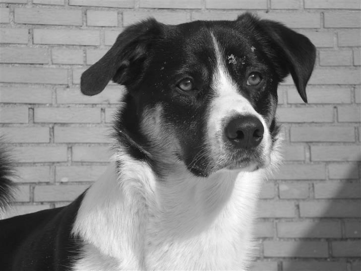 Blanding af racer Milo (Border Collie/Lab.) billede 4