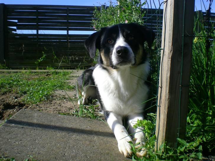 Blanding af racer Milo (Border Collie/Lab.) billede 12