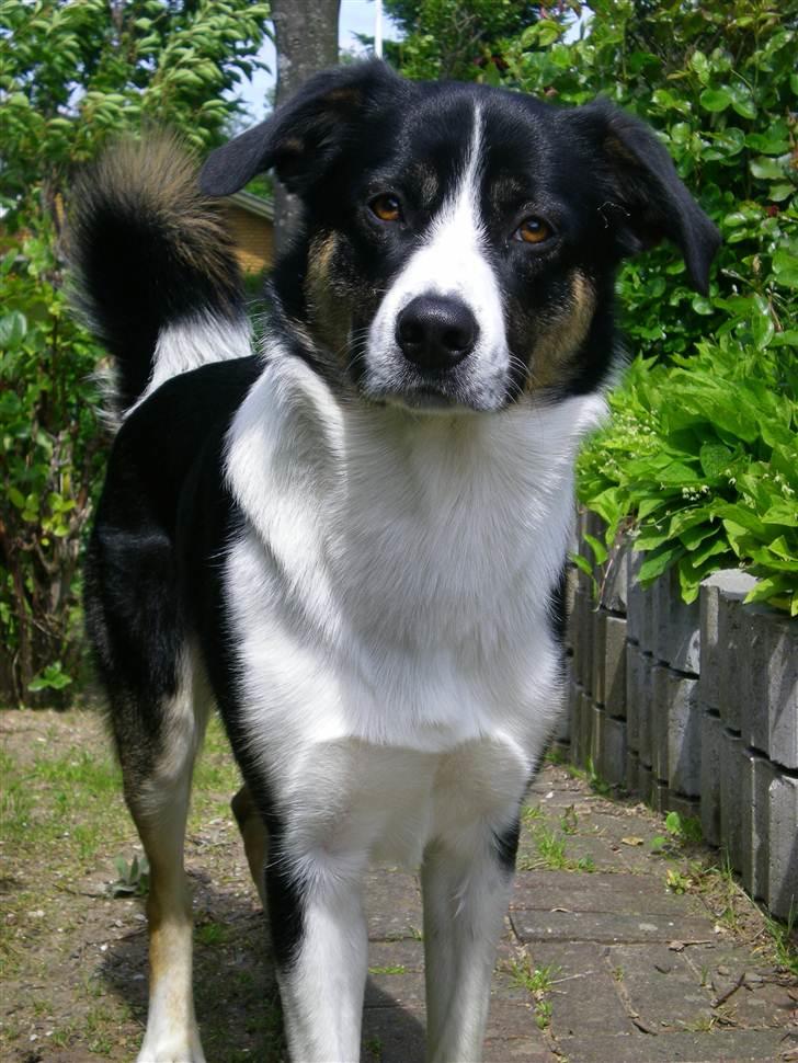 Blanding af racer Milo (Border Collie/Lab.) billede 13