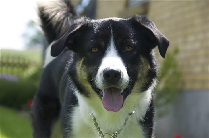 Blanding af racer Milo (Border Collie/Lab.) billede 14