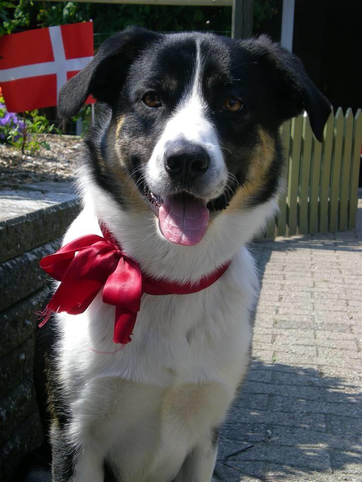 Blanding af racer Milo (Border Collie/Lab.) billede 17