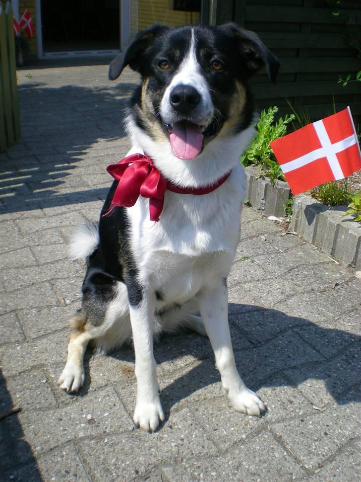 Blanding af racer Milo (Border Collie/Lab.) billede 18