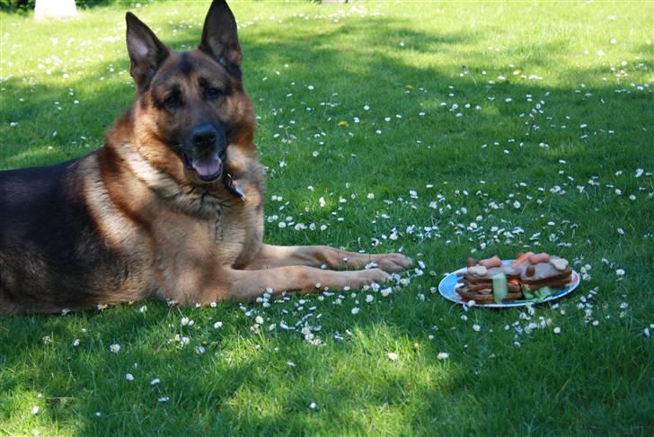 Schæferhund simba - simba har fødselsdag og vanter på at få lov til at spise sin lavkage 10 år  billede 19