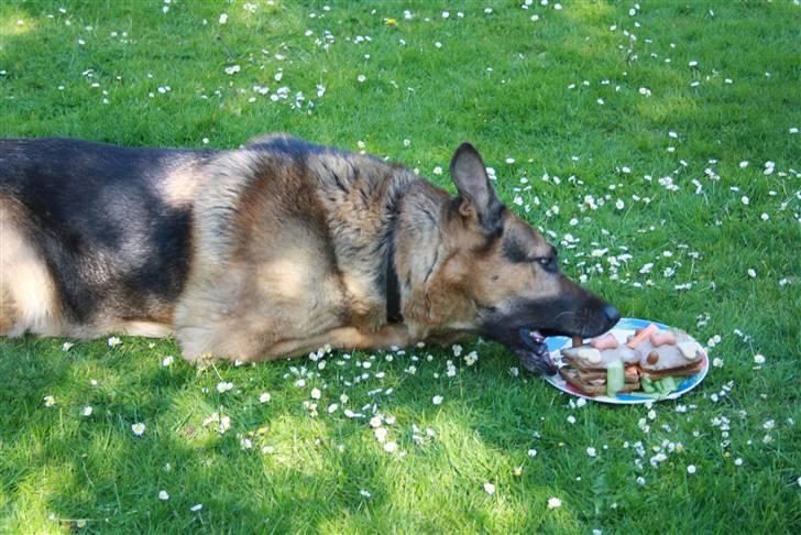 Schæferhund simba - så skal der guffes :-) billede 20