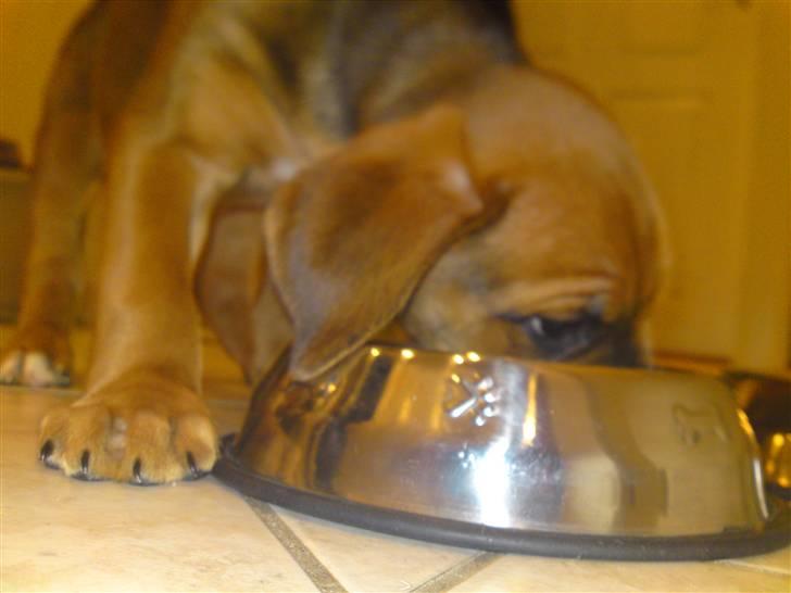 Blanding af racer Tyson billede 12