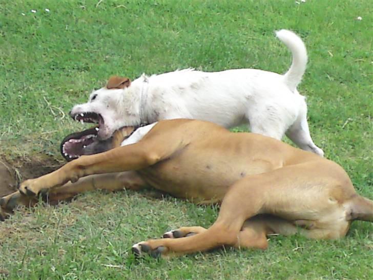 Blanding af racer Tyson billede 13