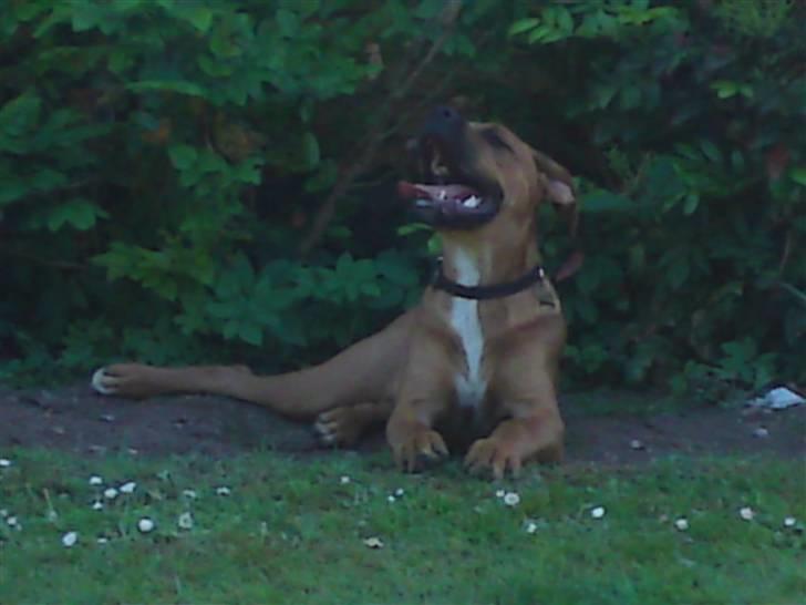 Blanding af racer Tyson billede 14