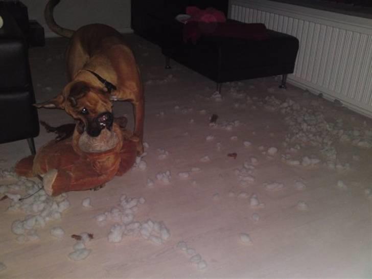 Blanding af racer Tyson billede 15