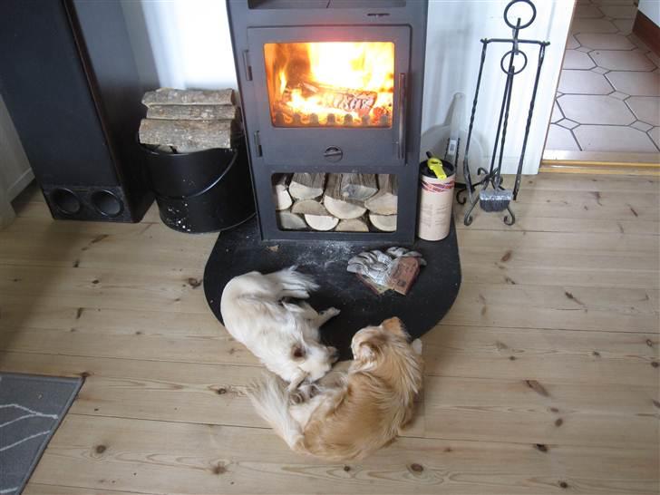 Chihuahua Bailey billede 11