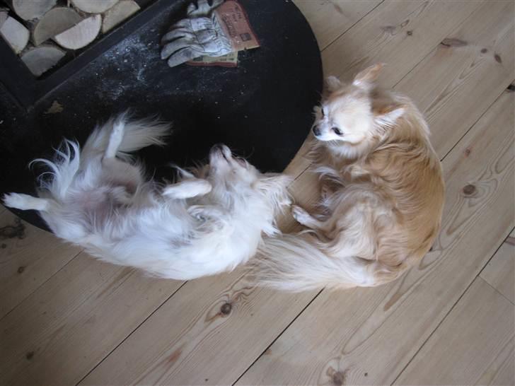 Chihuahua Bailey billede 12