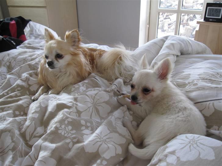 Chihuahua Bailey billede 13