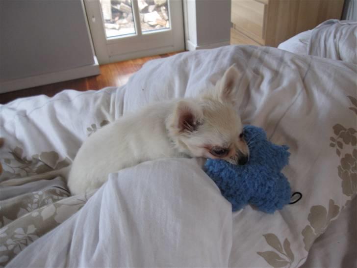 Chihuahua Bailey billede 14