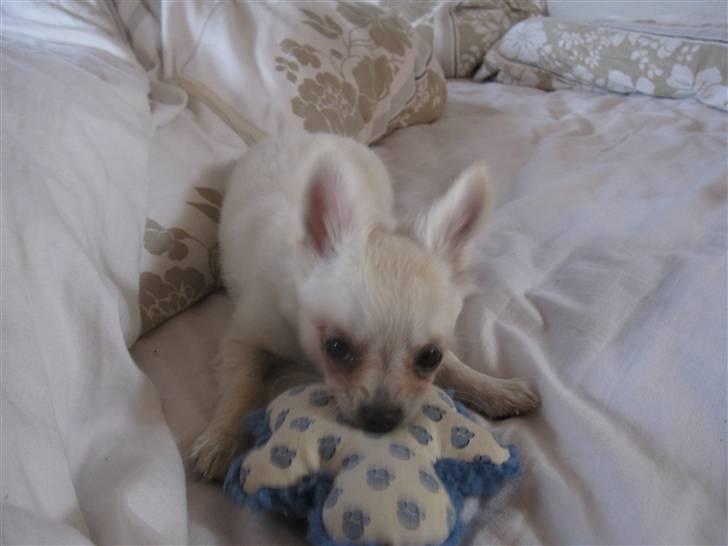 Chihuahua Bailey billede 15