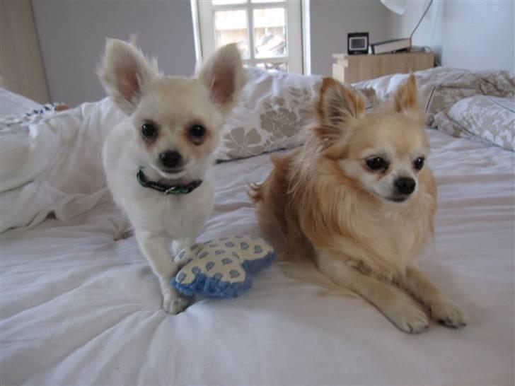 Chihuahua Bailey billede 16