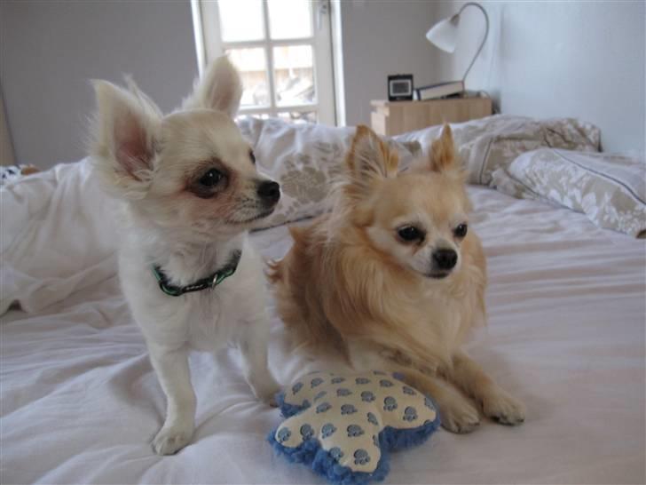 Chihuahua Bailey billede 17