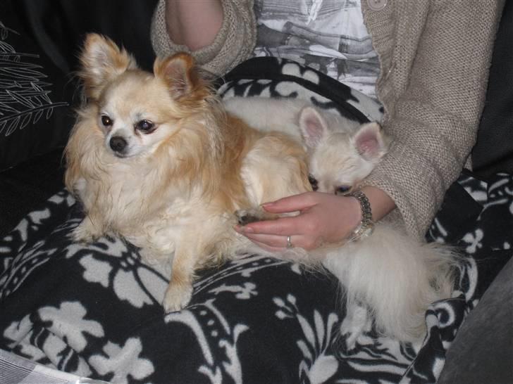 Chihuahua Vaks billede 14