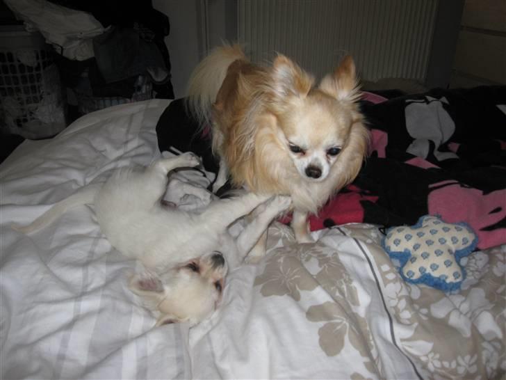 Chihuahua Vaks billede 15