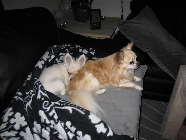 Chihuahua Vaks billede 16