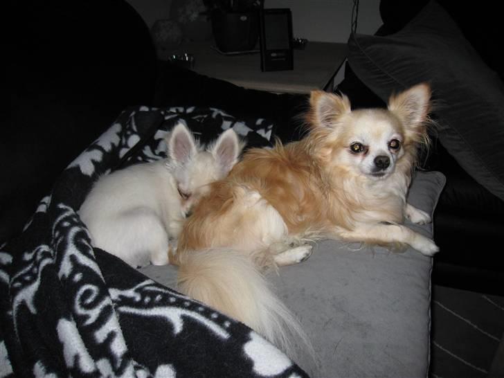 Chihuahua Vaks billede 17