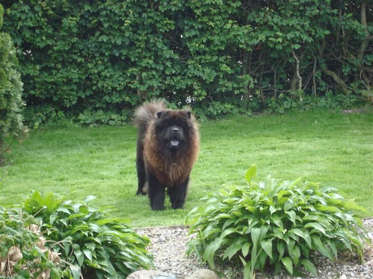 Chow chow Henning billede 13