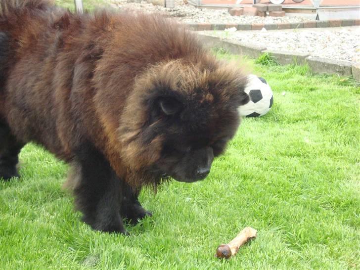 Chow chow Henning billede 14