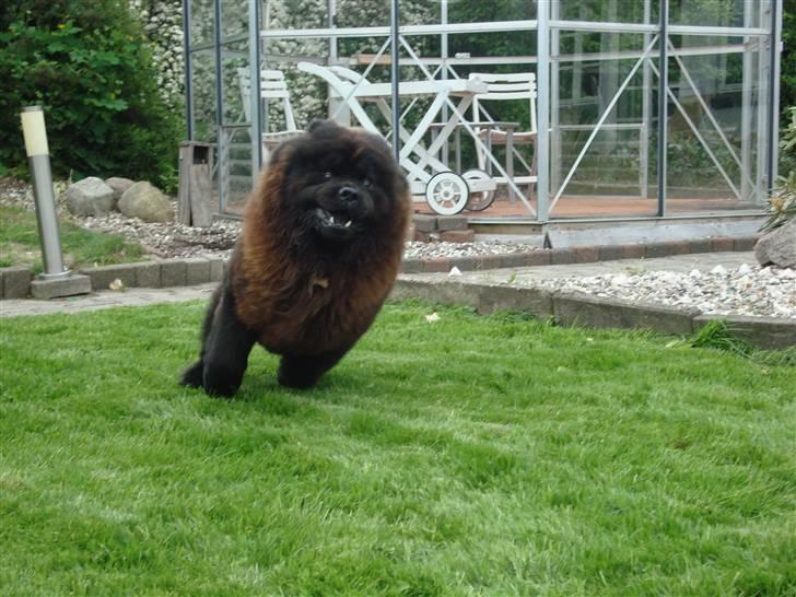 Chow chow Henning billede 15