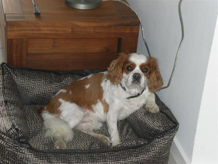 Cavalier king charles spaniel Birkedal's Bongo Walter R.I.P 23/5 2011 billede 14
