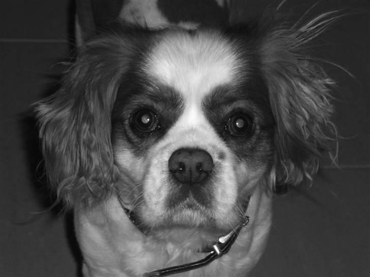 Cavalier king charles spaniel Birkedal's Bongo Walter R.I.P 23/5 2011 billede 15