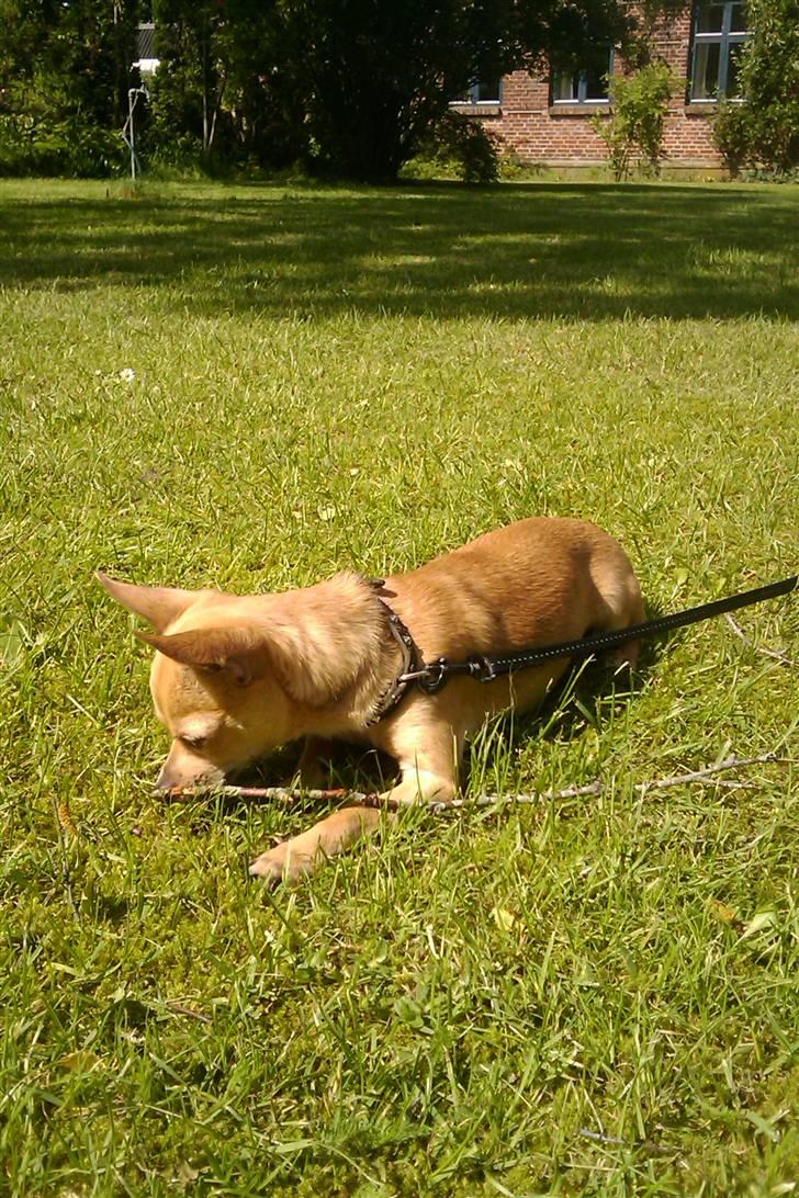 Chihuahua Tyson billede 1