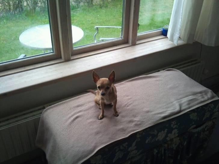 Chihuahua Tyson billede 2