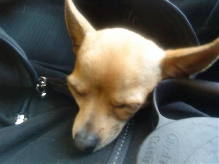 Chihuahua Tyson billede 3