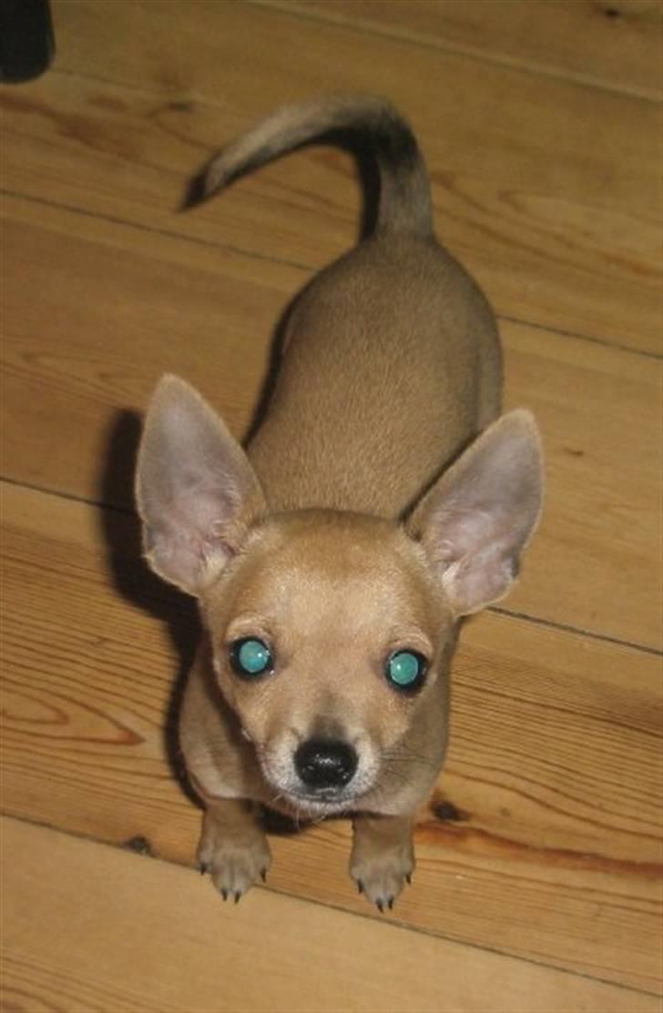 Chihuahua Tyson billede 4