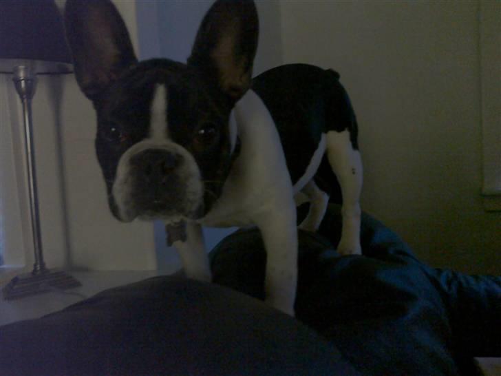 Fransk bulldog Buffas - velkommen til min profil :) billede 1