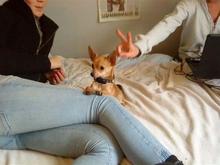 Chihuahua Tyson billede 5