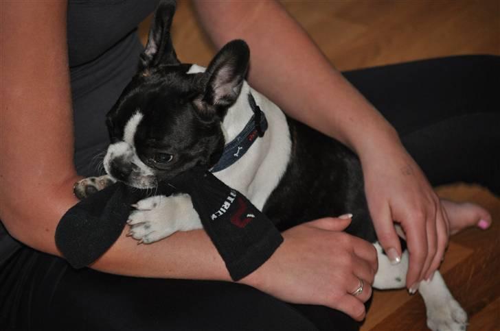 Fransk bulldog Buffas - det er lidt sjovt at bide i mors sokker ;) billede 2